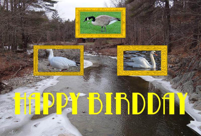 Rachel Brooks Gleason’s birdday card, showing the Winhall river in Vermont and the Canada goose, the mute swan, and the wood duck.