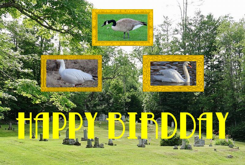 Rachel Brooks Gleason’s birdday card, showing the Winhall river in Vermont and the Canada goose, the mute swan, and the wood duck.